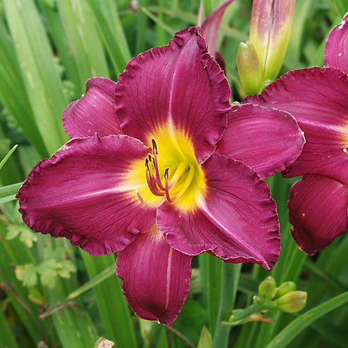 Hemerocallis Through Dark Waters